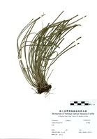 藏品(書帶蕨)的圖片